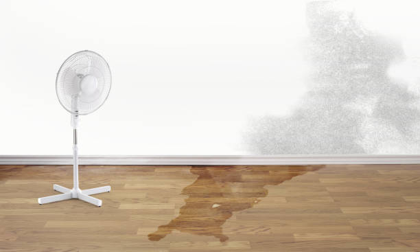 Best Basement water damage restoration  in Sulphur Springs, TX